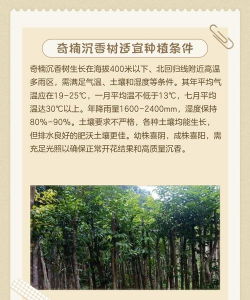 沉香树如何防治害虫,识别常见虫害,掌握防治方法 沉香树如何防治害虫,识别常见虫害,掌握防治方法