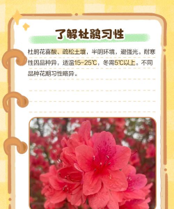 东北山杜鹃花怎么养,掌握关键技巧,轻松应对气候挑战 东北山杜鹃花怎么养,掌握关键技巧,轻松应对气候挑战