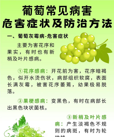 葡萄树早期防治,常见问题解析,实用方法分享 葡萄树早期防治,常见问题解析,实用方法分享