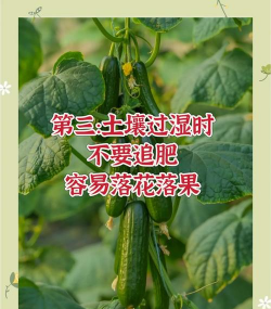 黄瓜高产栽培技术,掌握关键要点,轻松提升产量 黄瓜高产栽培技术,掌握关键要点,轻松提升产量