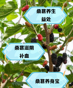 桑葚树的防治方法,常见虫害识别,有效应对策略 桑葚树的防治方法,常见虫害识别,有效应对策略