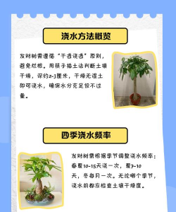 摇钱树栽培,轻松上手,快速掌握技巧 摇钱树栽培,轻松上手,快速掌握技巧