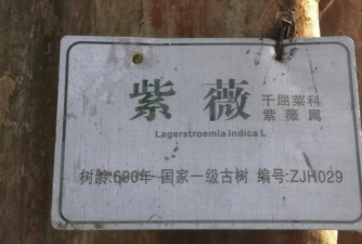 隆回古树白蚁防治,识别早期迹象,选择专业方法 隆回古树白蚁防治,识别早期迹象,选择专业方法