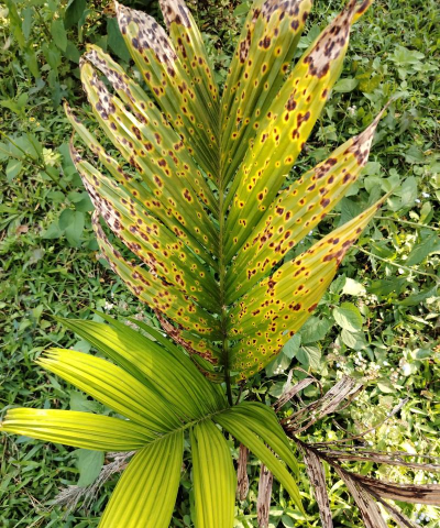 槟榔树斑炭疽防治,识别早期症状,掌握关键方法 槟榔树斑炭疽防治,识别早期症状,掌握关键方法