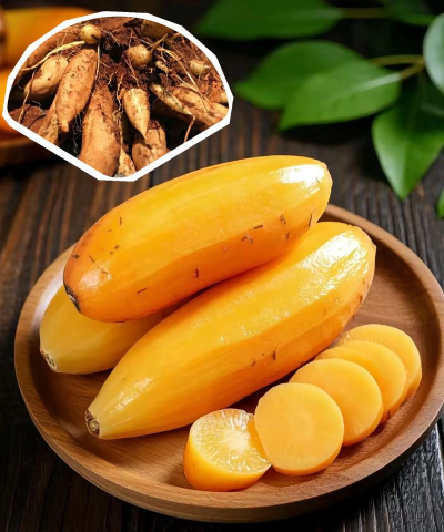 雪莲果栽培,掌握关键技巧,轻松收获果实 雪莲果栽培,掌握关键技巧,轻松收获果实