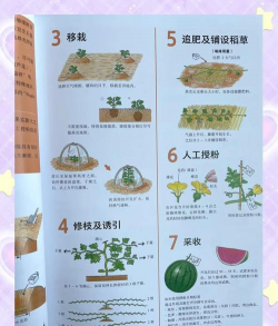 西瓜栽培视频,新手入门指南,轻松掌握种植技巧 西瓜栽培视频,新手入门指南,轻松掌握种植技巧