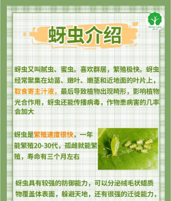 花椒树棉蚜怎么防治,识别虫害特征,掌握有效方法 花椒树棉蚜怎么防治,识别虫害特征,掌握有效方法