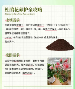 杜鹃花,怎么养才好看,新手也能轻松上手 杜鹃花,怎么养才好看,新手也能轻松上手