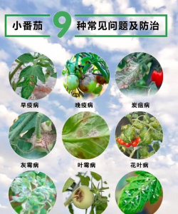 茄树的病虫防治,常见问题解析,实用应对方法 茄树的病虫防治,常见问题解析,实用应对方法