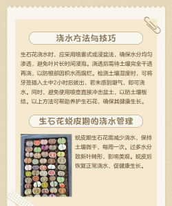 生石花怎么养,掌握关键技巧,轻松养活它 生石花怎么养,掌握关键技巧,轻松养活它