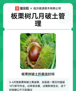 板栗树冻害防治方法,提前预防措施,减少冬季损失 板栗树冻害防治方法,提前预防措施,减少冬季损失