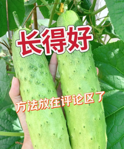 黄瓜高产栽培,掌握关键技巧,轻松提升产量 黄瓜高产栽培,掌握关键技巧,轻松提升产量