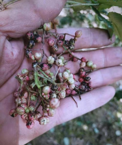花椒树霉病,识别症状,科学防治 花椒树霉病,识别症状,科学防治