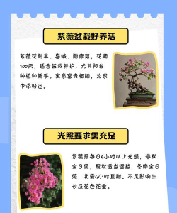 紫薇树栽培,掌握关键技巧,轻松养出繁花满树 紫薇树栽培,掌握关键技巧,轻松养出繁花满树