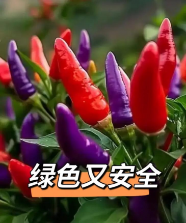 辣椒树如何防治虫害,识别常见害虫,掌握有效方法 辣椒树如何防治虫害,识别常见害虫,掌握有效方法