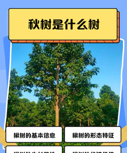 楸树病害防治措施,常见问题解析,实用应对方法 楸树病害防治措施,常见问题解析,实用应对方法