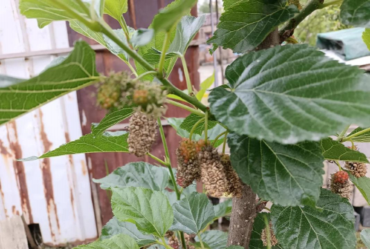 桑椹树病虫防治方法,常见问题解析,实用应对技巧 桑椹树病虫防治方法,常见问题解析,实用应对技巧