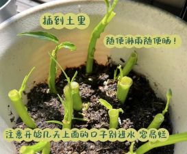 菜心的栽培,掌握关键技巧,轻松收获鲜嫩 菜心的栽培,掌握关键技巧,轻松收获鲜嫩