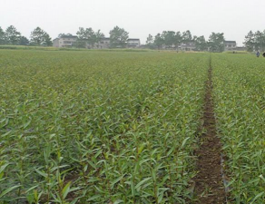 竹柳造林技术 竹柳造林技术