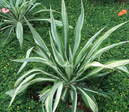 中斑万年麻栽培技术 中斑万年麻栽培技术