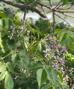 楝树种子育苗技术 楝树种子育苗技术