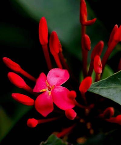 海南适合养什么花 海南适合养什么花