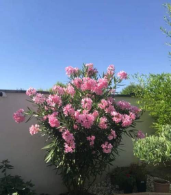 没有洞能养花吗吗 没有洞能养花吗吗