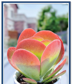 唐印会有什么病 唐印会有什么病