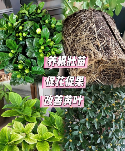 养花用什么做花肥最好呢 养花用什么做花肥最好呢