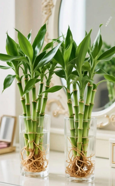 如何把富贵竹养出根来 如何把富贵竹养出根来