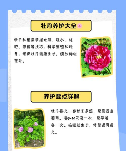 黄牡丹的栽培技术 黄牡丹的栽培技术