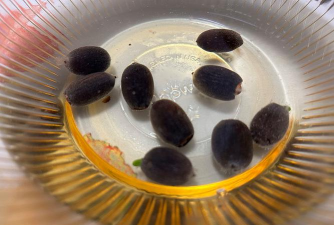 睡莲种子怎么繁殖 睡莲种子怎么繁殖