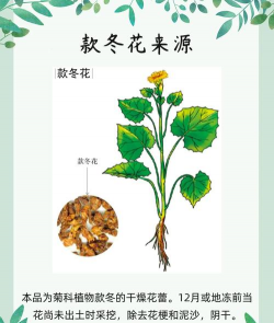 冬季室内养花喷什么药好 冬季室内养花喷什么药好