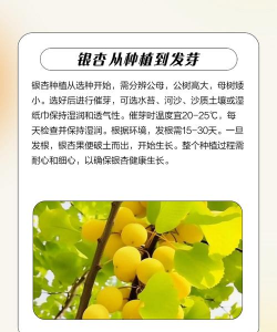 银杏速生丰产的7步 银杏速生丰产的7步