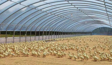 小众送妈妈的花有哪些花