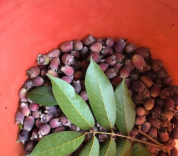 小众送妈妈的花有哪些花