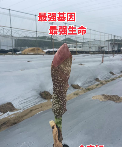 小众送妈妈的花有哪些花