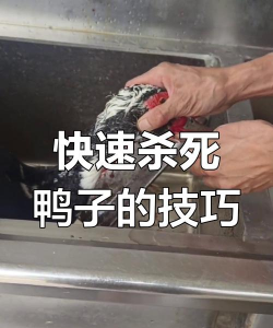 杀鸭子杀什么位置一刀致命