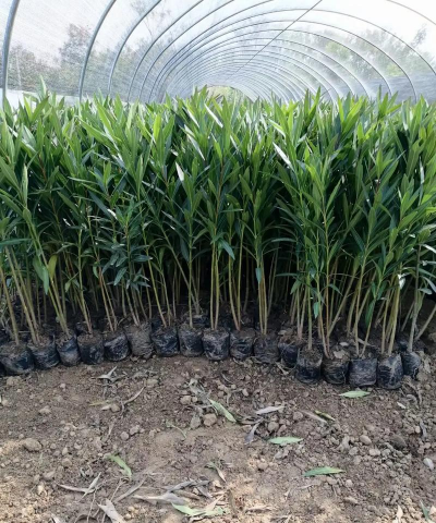 怎么养花，新手入门，轻松上手