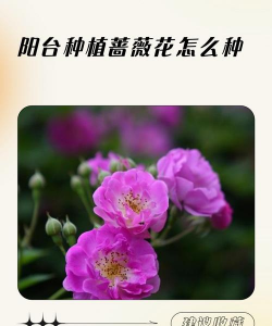 小众送妈妈的花有哪些花