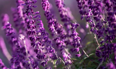 小众送妈妈的花有哪些花