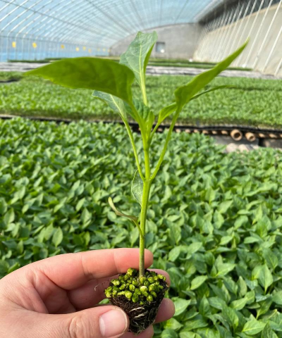 小众送妈妈的花有哪些花