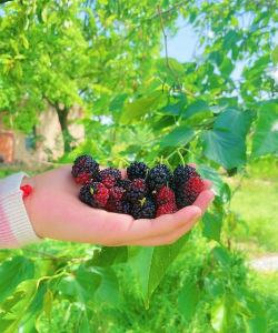 小众送妈妈的花有哪些花