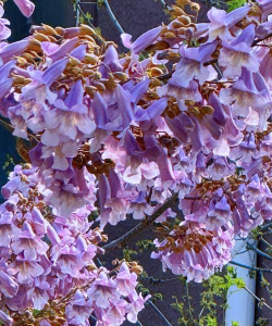 小众送妈妈的花有哪些花