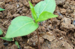 小众送妈妈的花有哪些花