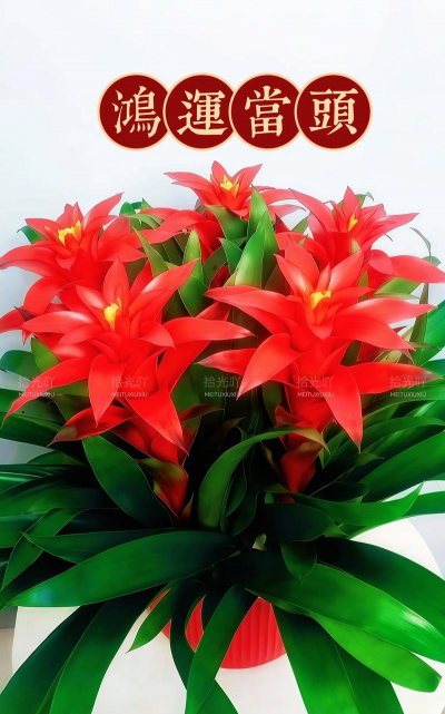 小众送妈妈的花有哪些花