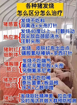 母猪反复发烧怎么处理