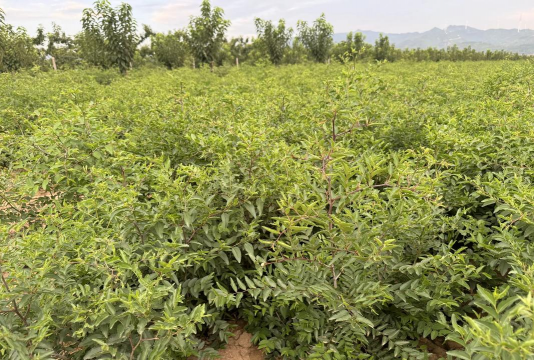 小众送妈妈的花有哪些花