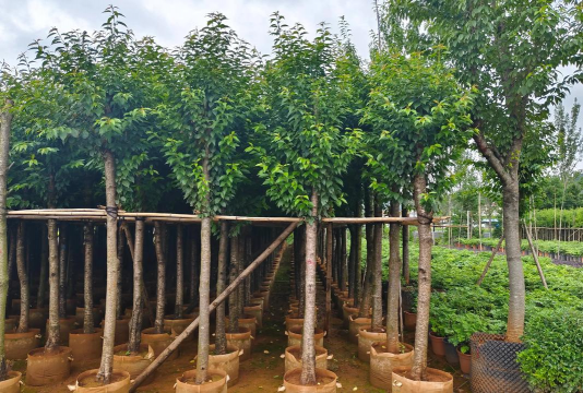 小众送妈妈的花有哪些花