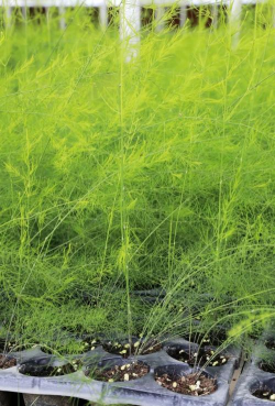 小众送妈妈的花有哪些花